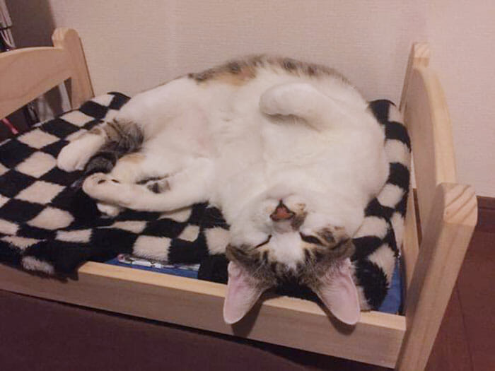 Japoneses fazem camas de gatos perfeitas com direito a treliche e tudo (15 Fotos)