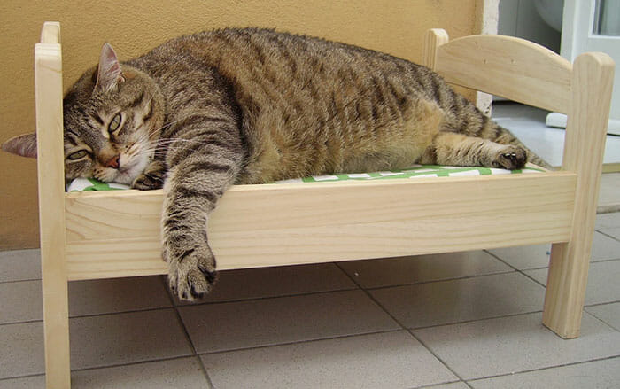 Japoneses fazem camas de gatos perfeitas com direito a treliche e tudo (15 Fotos)