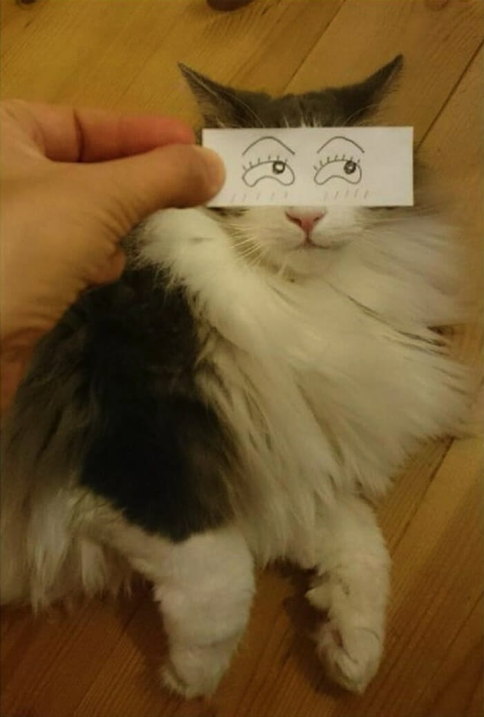Nova moda no Japão é transformar olhos de gatos em cartoons (16 Fotos)