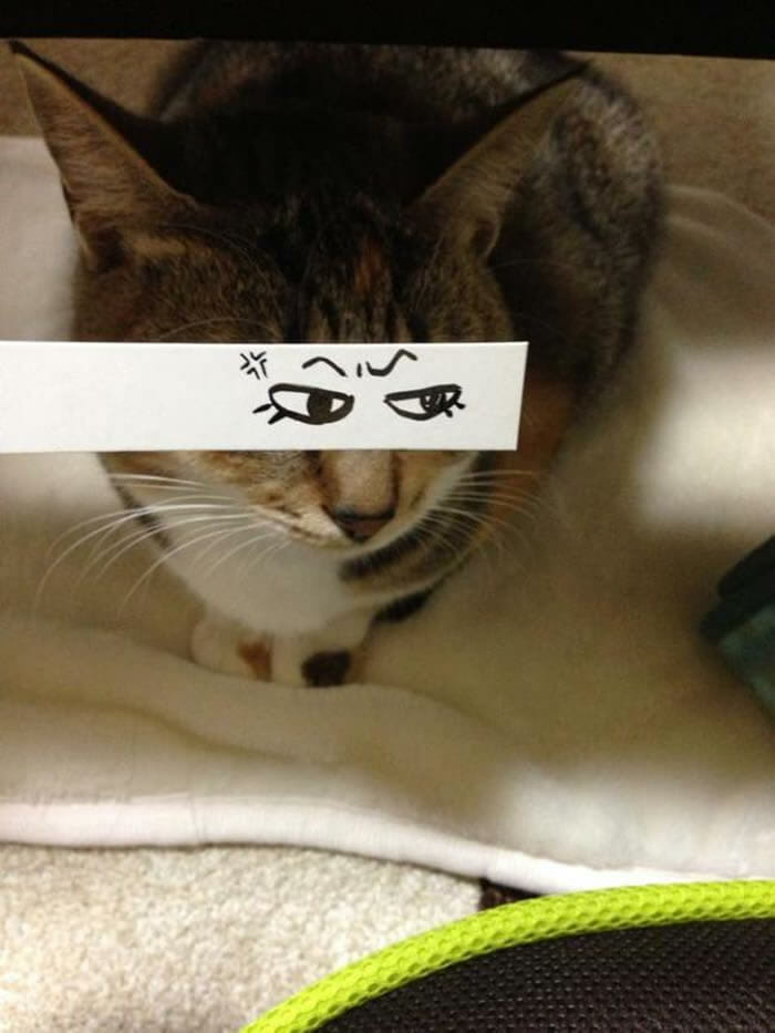 Nova moda no Japão é transformar olhos de gatos em cartoons (16 Fotos)