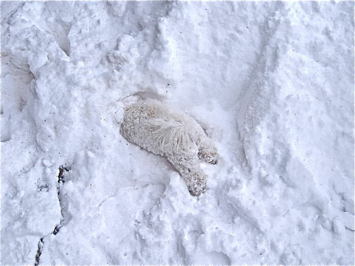 15 Animais brincando na neve pela primeira vez