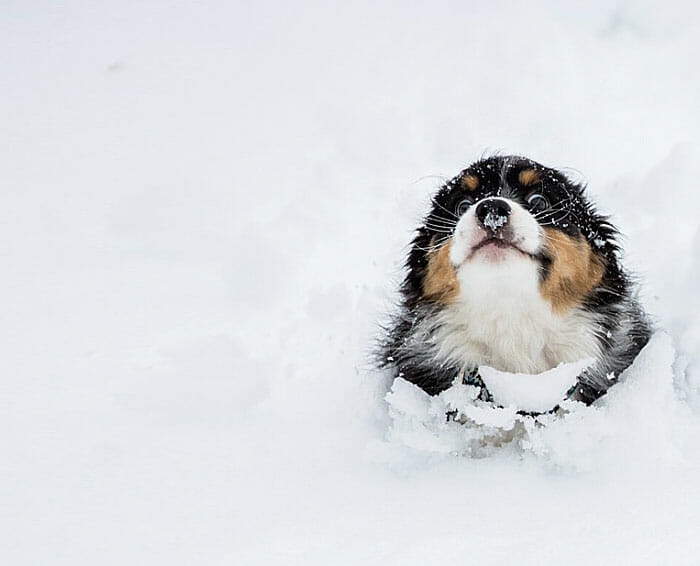 15 Animais brincando na neve pela primeira vez