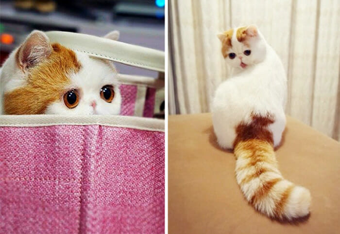 20 Gatos fofos que ficaram famosos na internet