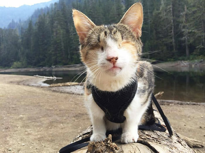 20 Gatos fofos que ficaram famosos na internet