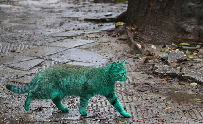 A curiosa história do gato verde (vídeo)