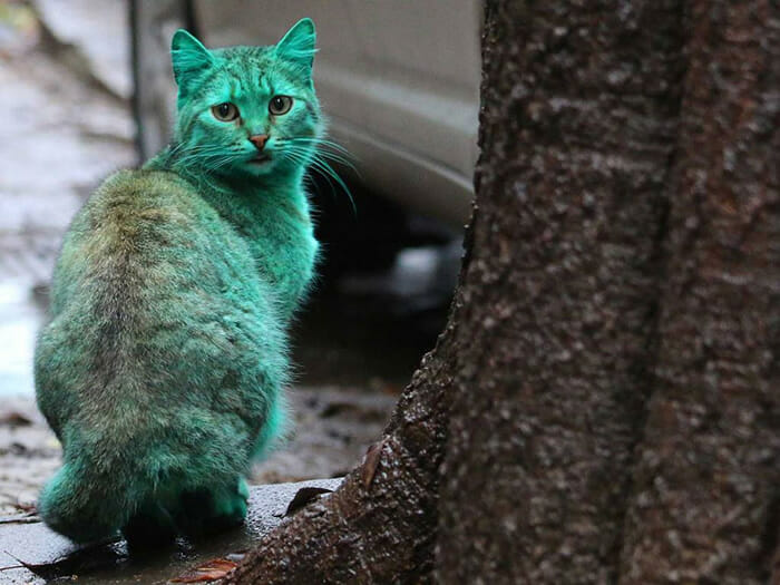 A curiosa história do gato verde (vídeo)