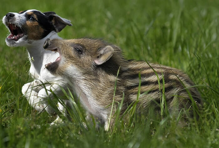 20 Amizades incomuns entre animais que são absolutamente adoráveis