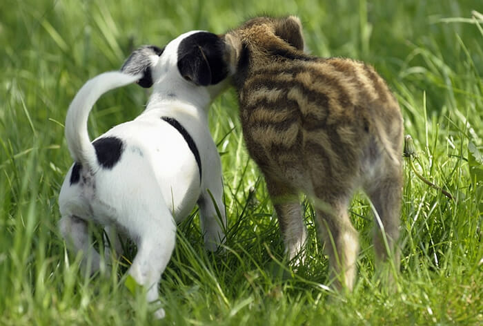 20 Amizades incomuns entre animais que são absolutamente adoráveis