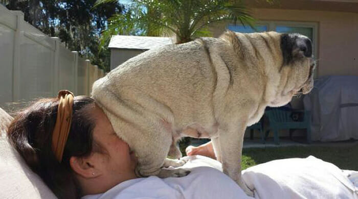 20 Fotos Engraçadas de Cães Que Realmente Sabem Sacanear