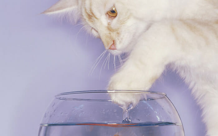 30 Gatos que definitivamente são loucos por água