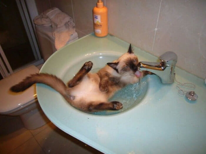 30 Gatos que definitivamente são loucos por água