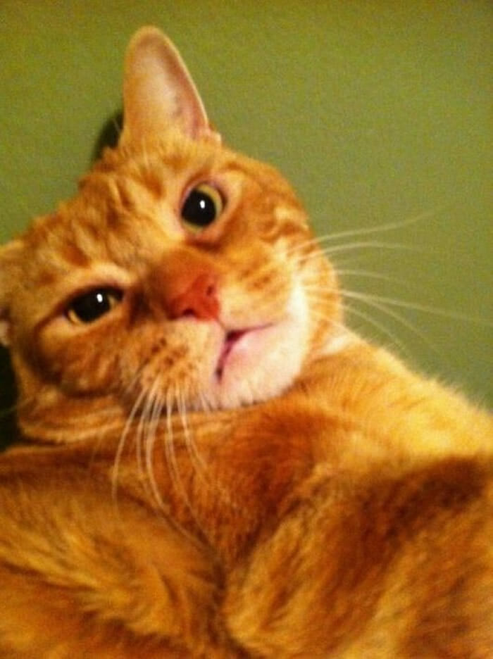 25 Gatos engraçados que adoram fazer selfie