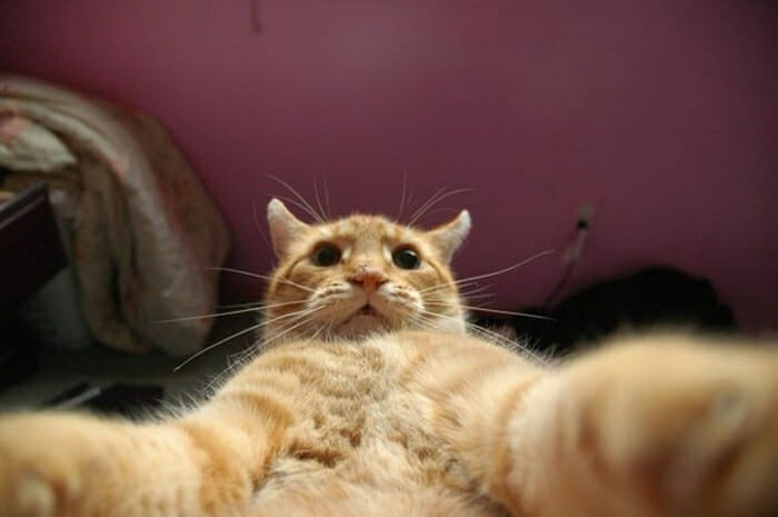 25 Gatos engraçados que adoram fazer selfie