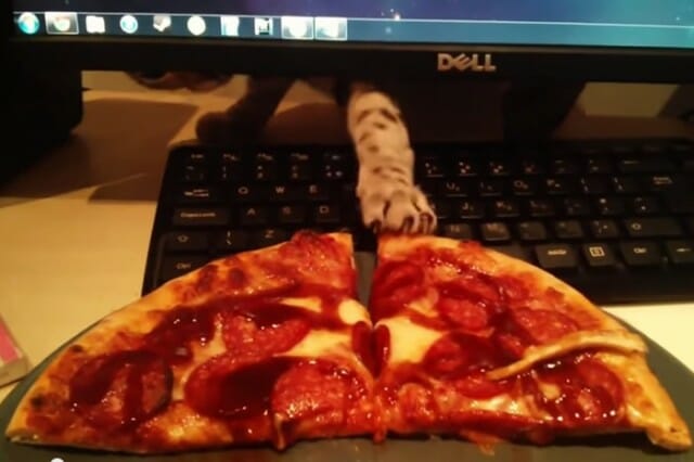 8 Cenas reais que provam que gatos são exímios ladrões de pizza