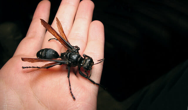 maiores-mais-assustadores-insetos_11b