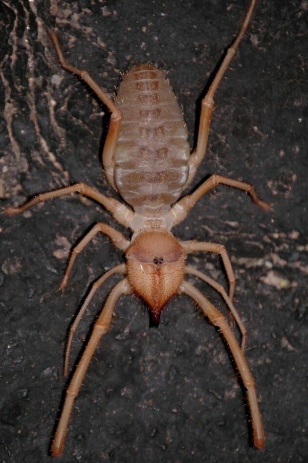 maiores-mais-assustadores-insetos_12