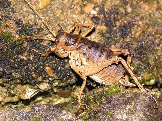 maiores-mais-assustadores-insetos_14