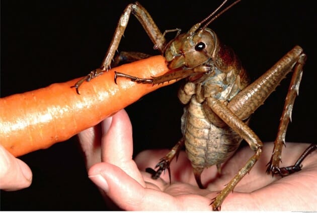 maiores-mais-assustadores-insetos_14b
