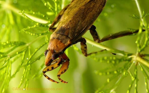 maiores-mais-assustadores-insetos_9