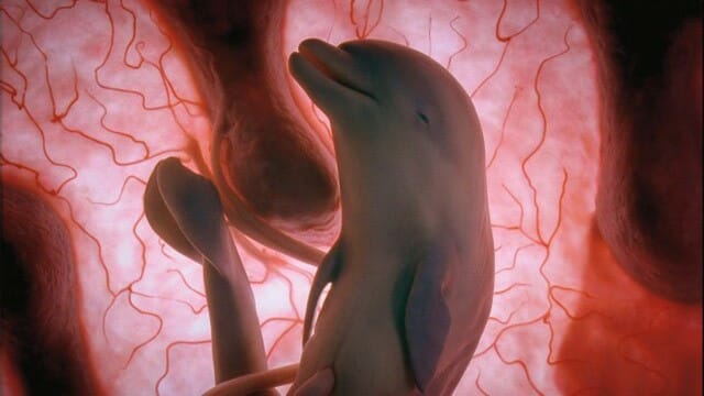 10 Imagens espetaculares de animais no ventre de suas mães