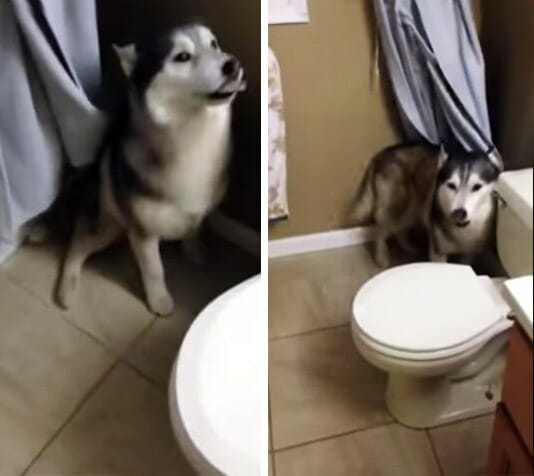 Cachorro esperto argumenta com seu dono o porquê não quer tomar banho (vídeo)