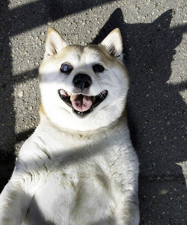 Conheça a Cinnamon, a cadela mais feliz do mundo que mesmo doente nunca pára de sorrir!