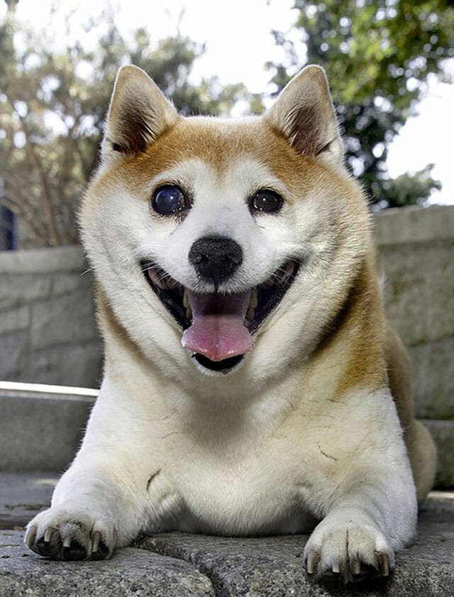 cinnamon-cachorro-mais-feliz-do-mundo_9