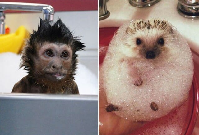 21 Animais tomando banho que vão encharcar seu dia de alegria