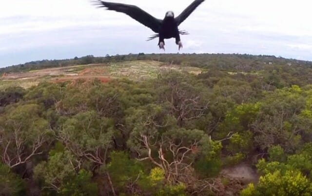 Quando um drone encontra uma águia pelo caminho (vídeo)