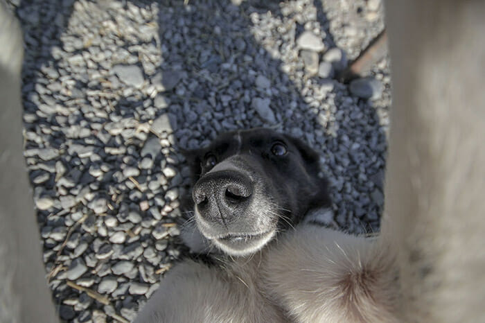 cachorros-fazendo-selfie_11