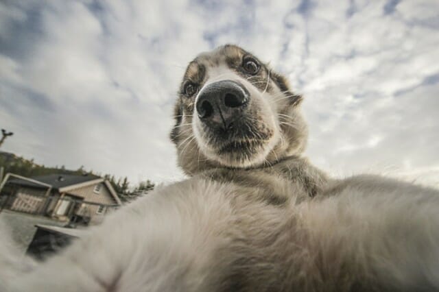 25 Fotos legais de cachorros que adoram fazer selfie