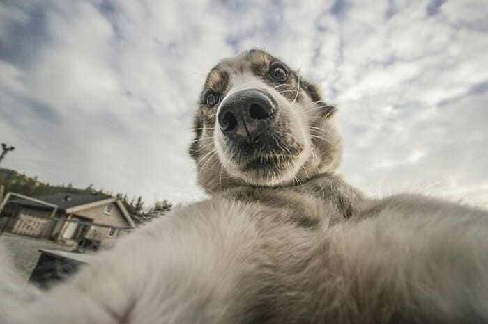 cachorros-fazendo-selfie_3