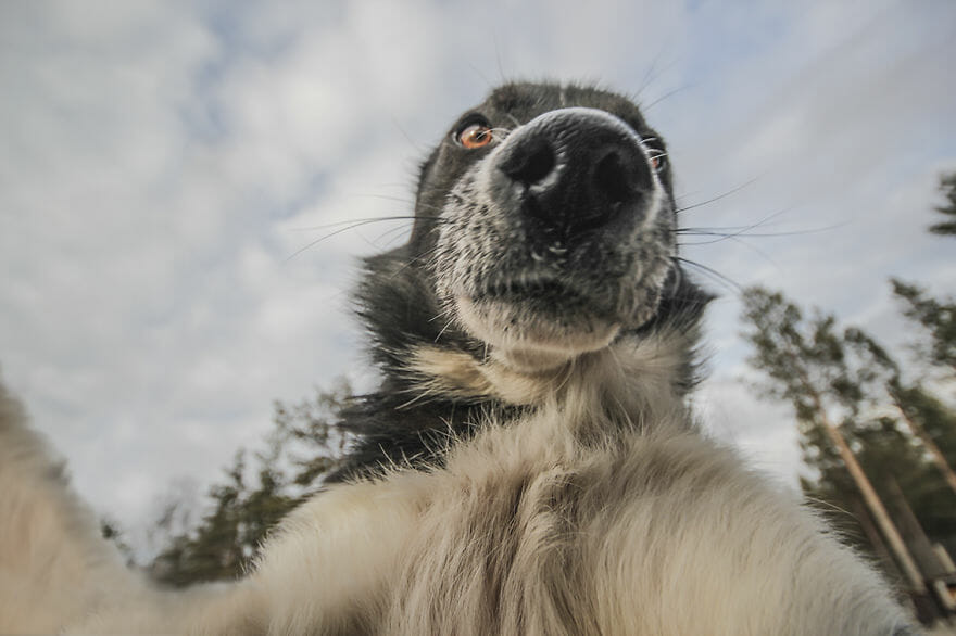 cachorros-fazendo-selfie_5
