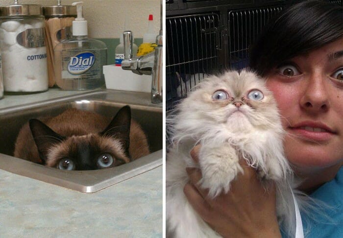 21 Gatos que definitivamente odeiam ir ao veterinário