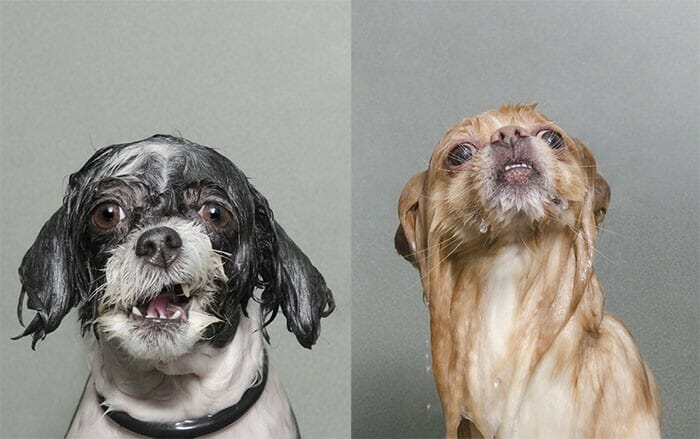 Sessão de fotos de cachorros molhados prova que tomar banho realmente não é a praia deles