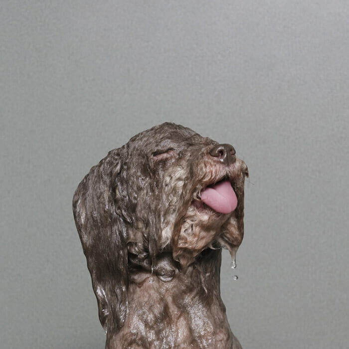 foto-cachorro-molhado_6