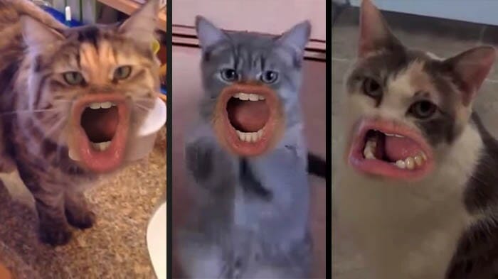 E se... Os gatos tivessem boca iguais às de humanos? Assista ao vídeo