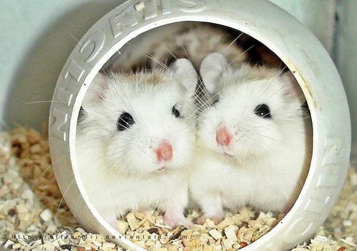 hamsters-fofos_13