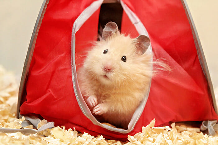 hamsters-fofos_22