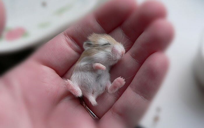 36 Imagens de Hamsters que vão provocar em você uma overdose de fofura
