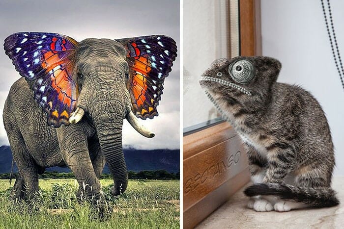 15 Animais intrigantes e incríveis que nasceram no mundo do Photoshop
