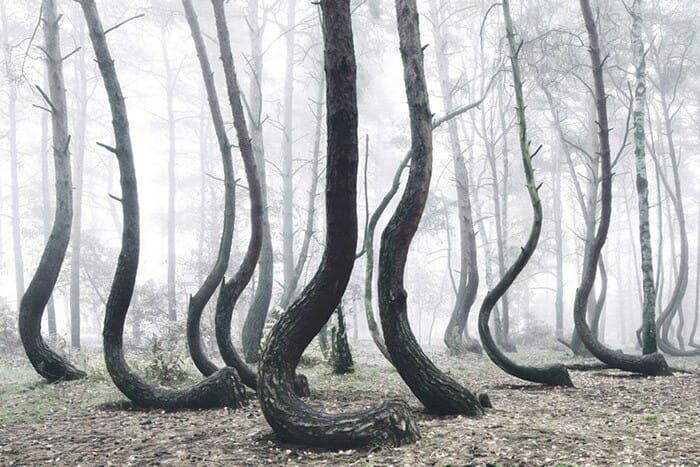 Conheça uma misteriosa floresta na Polônia onde as árvores têm troncos curvos