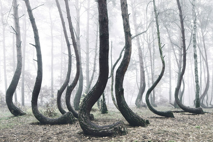 crooked-forest_1