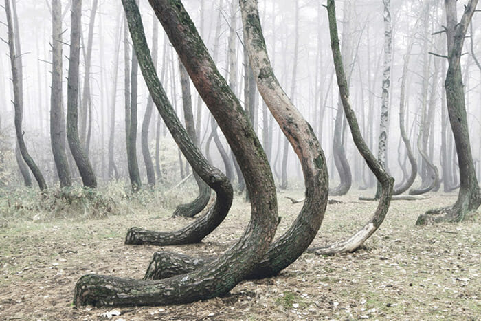 crooked-forest_2