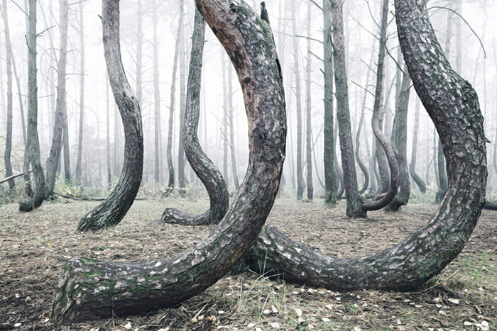 crooked-forest_4