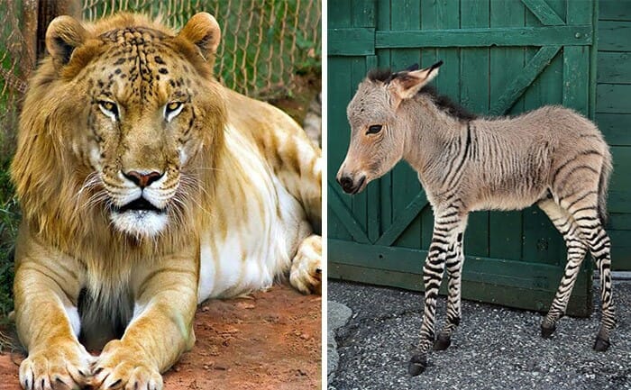 Não é Photoshop! Conheça 18 animais híbridos REAIS extremamente raros