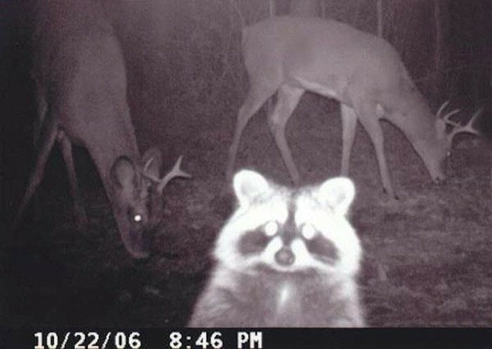 20 Imagens engraçadas ou estranhas de animais capturadas em câmeras de vigilância florestal