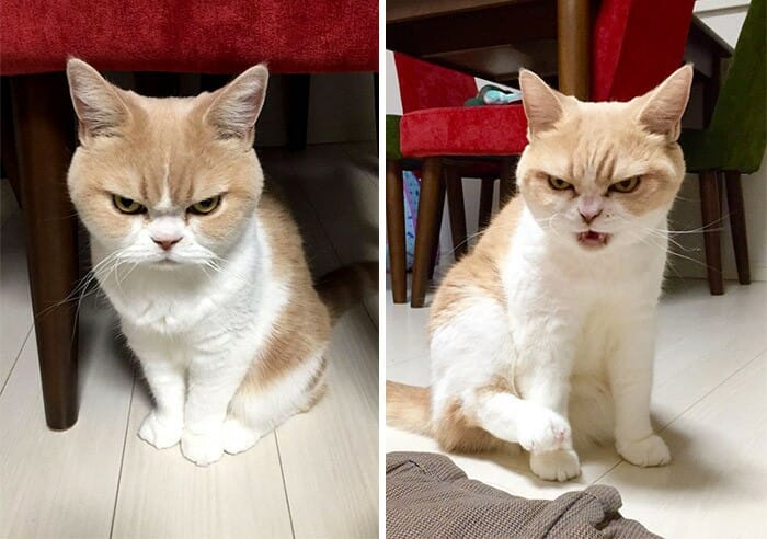 Brava é pouco! Conheça a gata japonesa que é mais mal humorada do que a Grumpy Cat