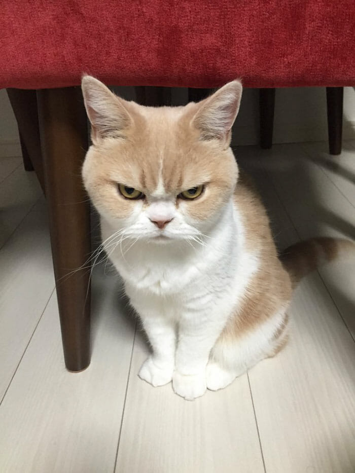 grumpy-cat-japonês_1