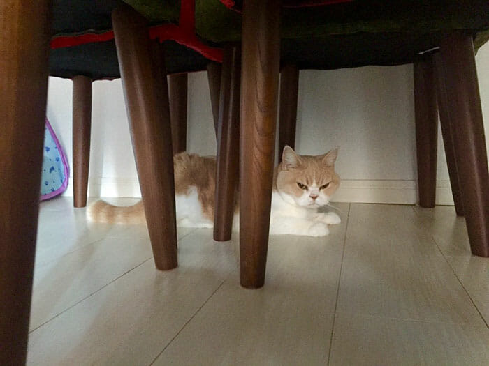 grumpy-cat-japonês_12
